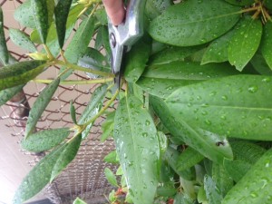 Rhododendron pruning 